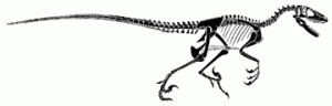Deinonychus_skeleton